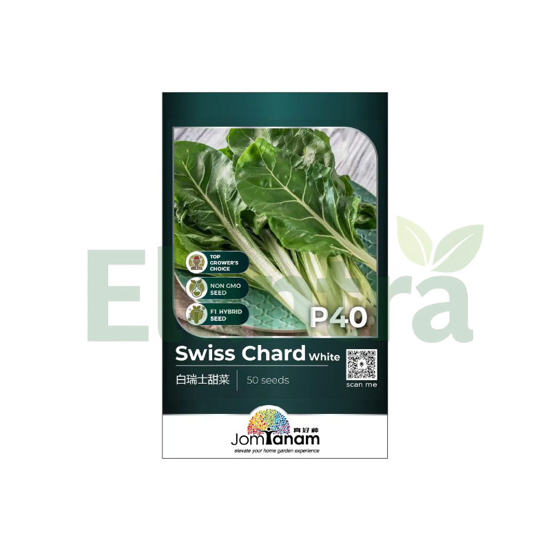 P40 SWISS CHARD WHITE